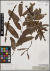Foto von Salix cinerea L. x Salix viminalis L.